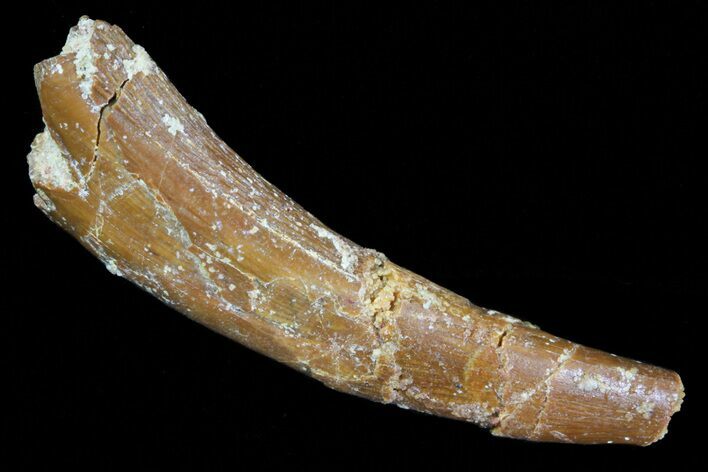 Bargain, Pterosaur (Siroccopteryx) Tooth - Morocco #73290